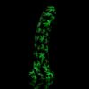HighHer Cannabis Glow in the Dark Dildo - Image 2